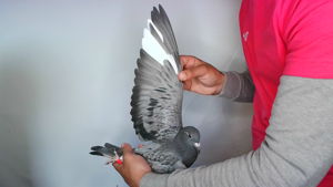 Pigeon image