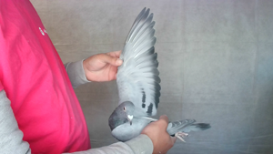 Pigeon image