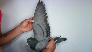 Pigeon image