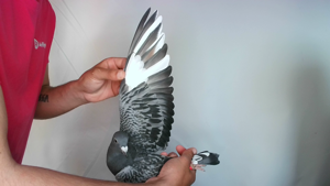 Pigeon image