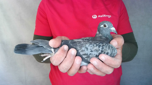 Pigeon image