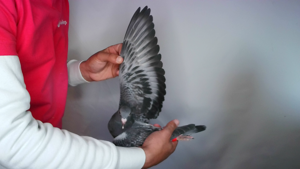 Pigeon image