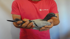 Pigeon image