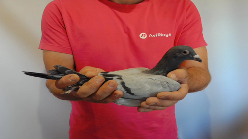 Pigeon image