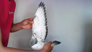 Pigeon image