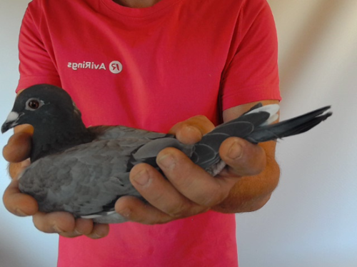 Pigeon image
