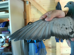 Pigeon image