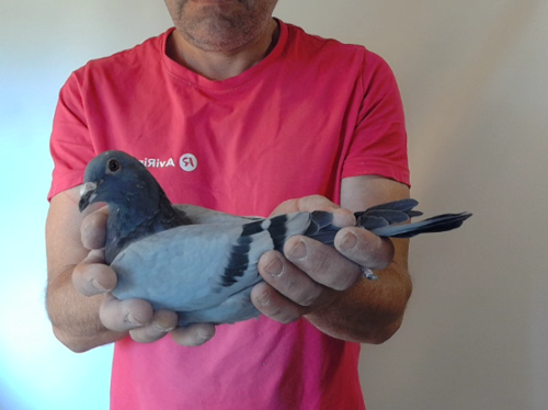 Pigeon image