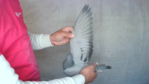 Pigeon image