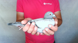 Pigeon image