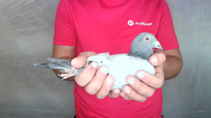 Pigeon image