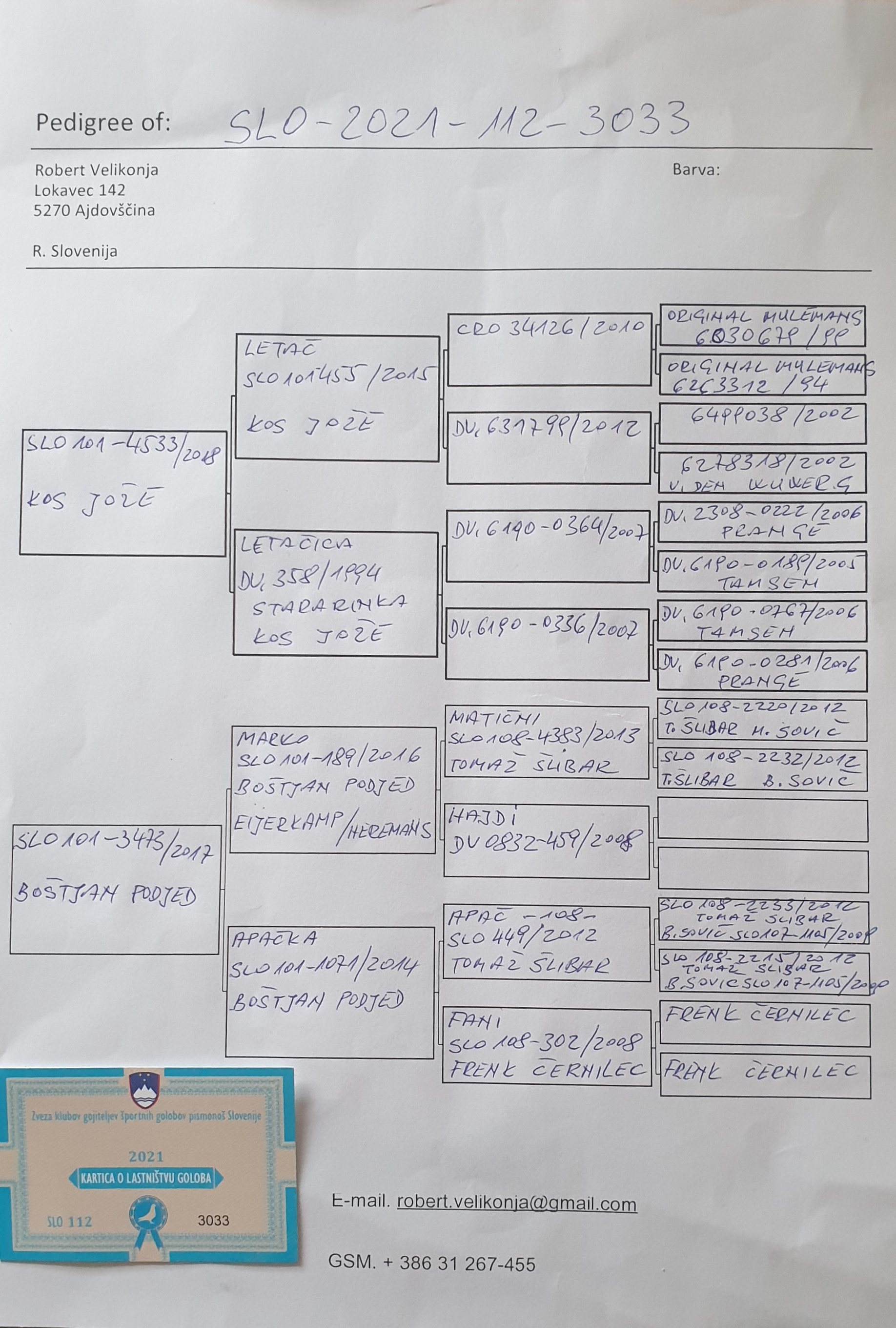 Pigeon pedigree image
