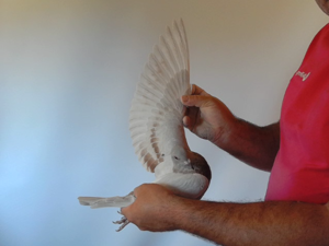 Pigeon image