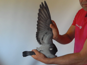 Pigeon image