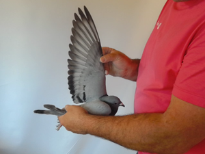Pigeon image