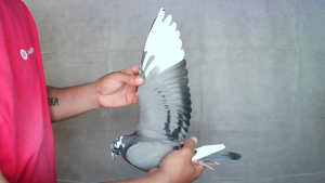 Pigeon image
