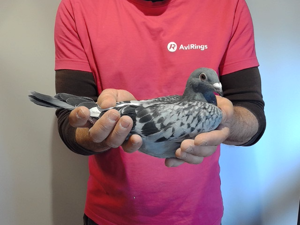 Pigeon image