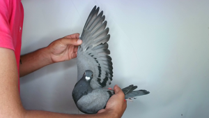 Pigeon image