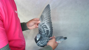 Pigeon image