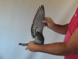 Pigeon image