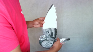 Pigeon image