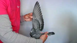 Pigeon image