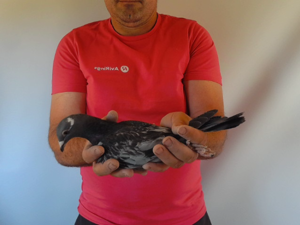 Pigeon image