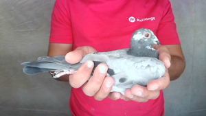 Pigeon image