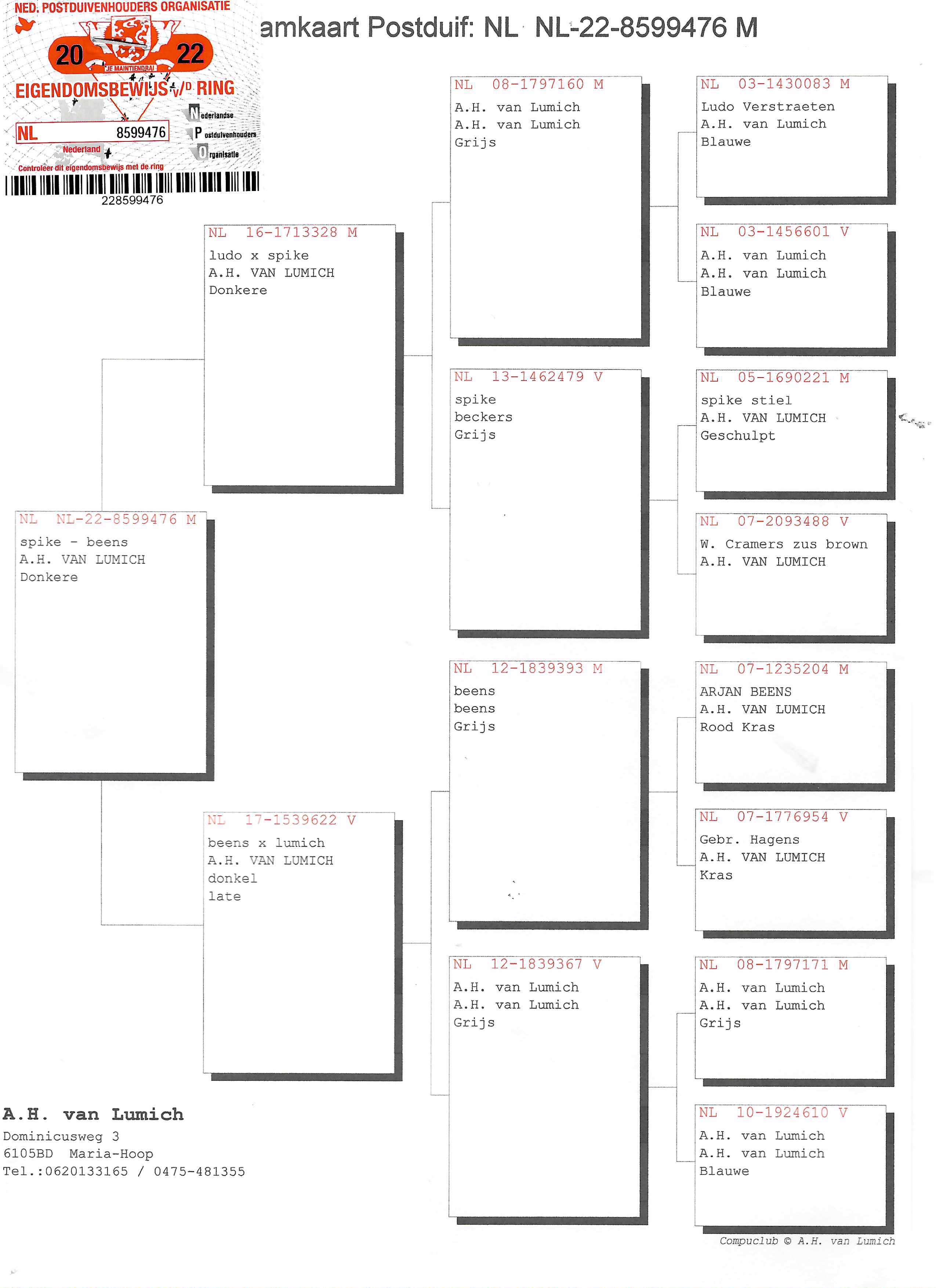 Pigeon pedigree image