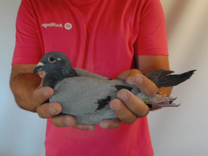 Pigeon image