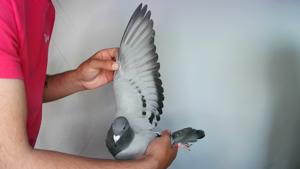 Pigeon image