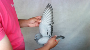 Pigeon image