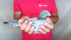 Pigeon image