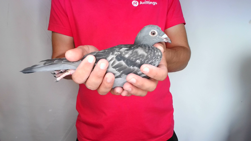 Pigeon image