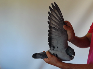 Pigeon image