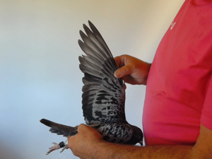 Pigeon image