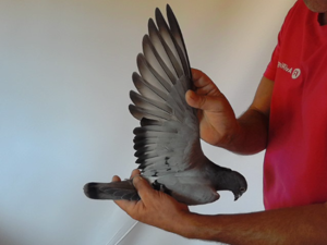 Pigeon image