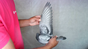 Pigeon image