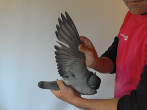 Pigeon image