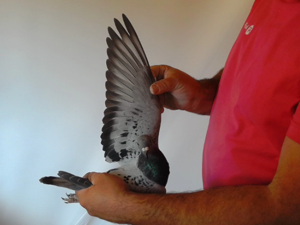 Pigeon image