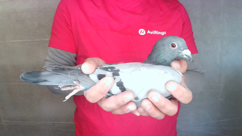 Pigeon image