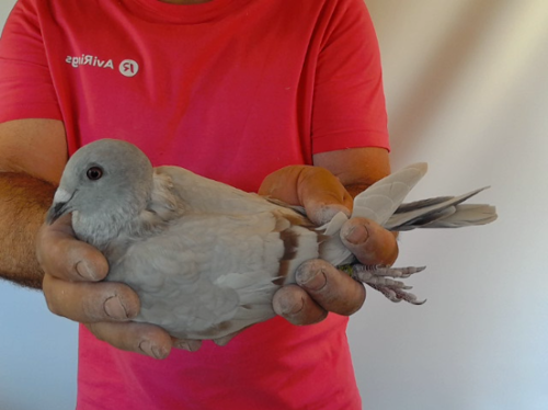 Pigeon image