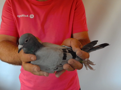 Pigeon image