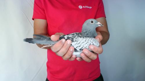 Pigeon image