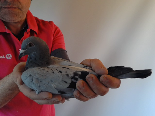 Pigeon image