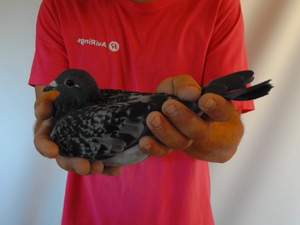 Pigeon image