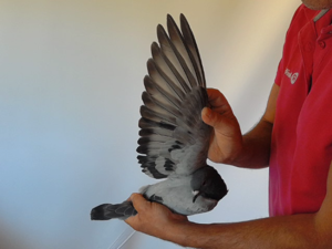 Pigeon image