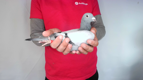 Pigeon image