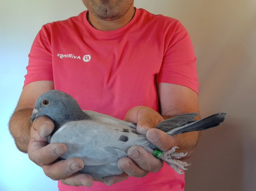 Pigeon image