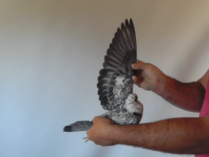 Pigeon image